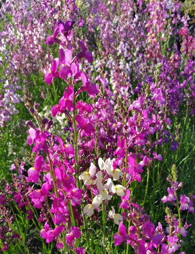 Northern Lights' Spurred Snapdragon (Toadflax)