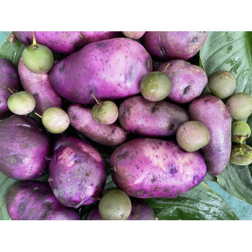 Perennial Perpetual Diversity Potato (Oikos Breeding Mix