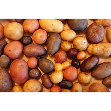 Perennial Perpetual Diversity Potato (Oikos Breeding Mix)