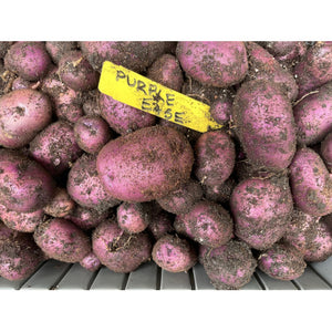 Perennial Perpetual Diversity Potato (Oikos Breeding Mix)