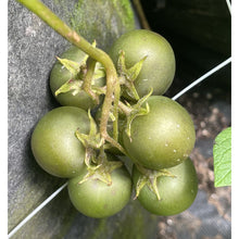 Perennial Perpetual Diversity Potato (Oikos Breeding Mix)