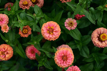 'Oklahoma Salmon' Zinnia