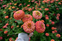 'Oklahoma Salmon' Zinnia