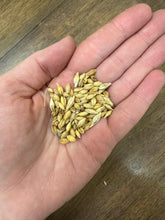 Oregon Naked Barley Blend