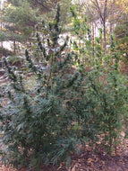 'Otto II' Hemp