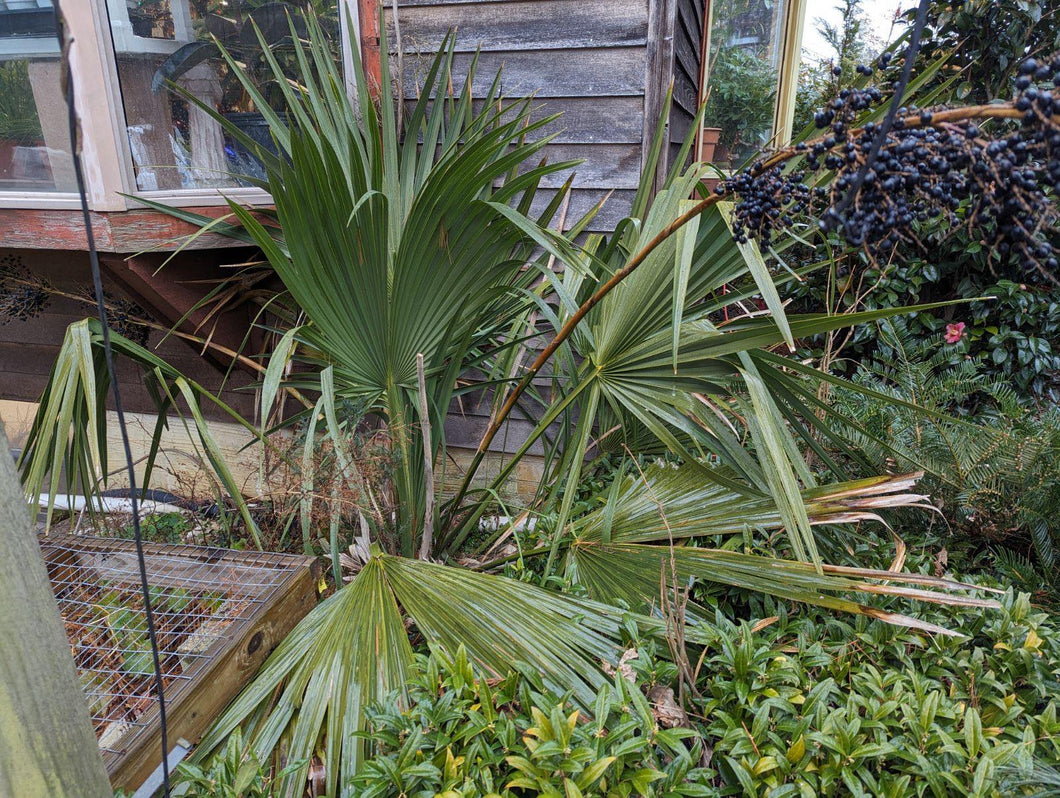 Dwarf Palmetto (Outer Banks Ecotype)