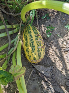 'Palestinian Kousa' Summer Squash