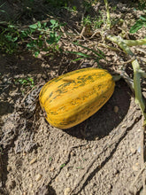 'Palestinian Kousa' Summer Squash