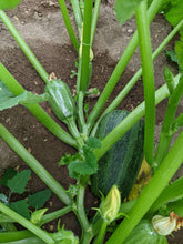 'Palestinian Kousa' Summer Squash