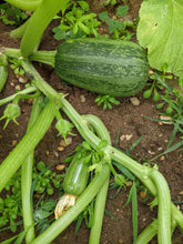 'Palestinian Kousa' Summer Squash