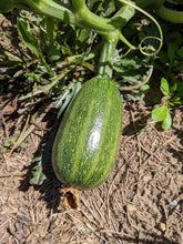 'Palestinian Kousa' Summer Squash