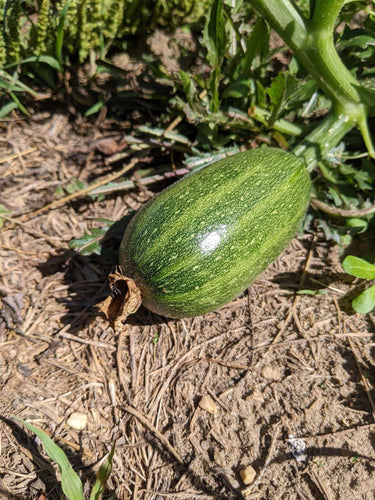 'Palestinian Kousa' Summer Squash