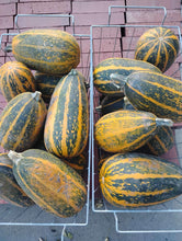 'Palestinian Kousa' Summer Squash