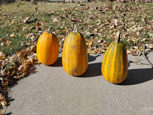 'Palestinian Kousa' Summer Squash