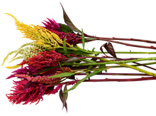 'Pampas Plume' Celosia Mix