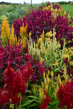 'Pampas Plume' Celosia Mix