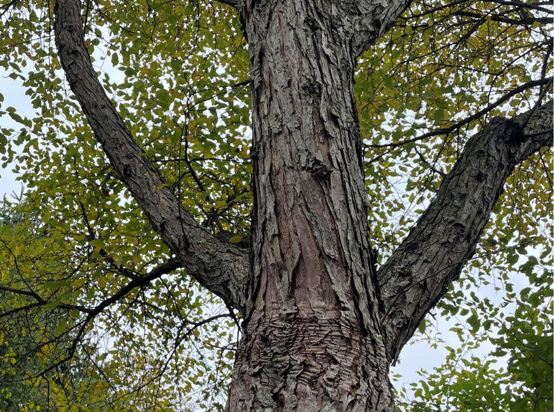 paradiseappleoikos1_800x.jpg?v