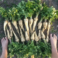 Lofthouse Parsnip