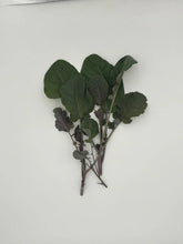 'Peking Ta Ching Kou Pai Tsai' Chinese Broccoli