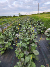 'Peking Ta Ching Kou Pai Tsai' Chinese Broccoli