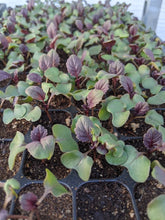 'Peking Ta Ching Kou Pai Tsai' Chinese Broccoli