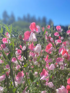 pink lady flower seeds Painted Lady' Sweet Pea – Experimental Farm Network Seed Store