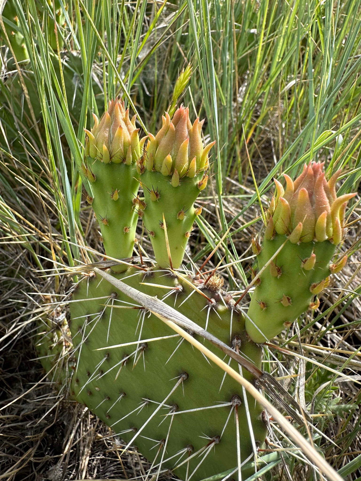 colorado prickly pear cactus Plains Prickly Pear (Colorado Ecotype) – Experimental Farm Network Seed Store