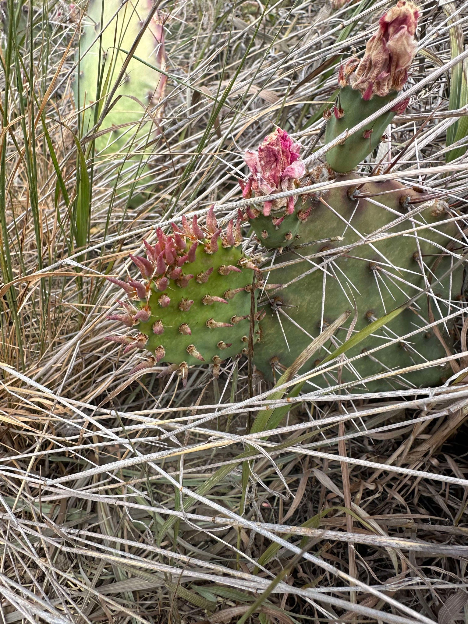 colorado prickly pear cactus Plains Prickly Pear (Colorado Ecotype) – Experimental Farm Network Seed Store
