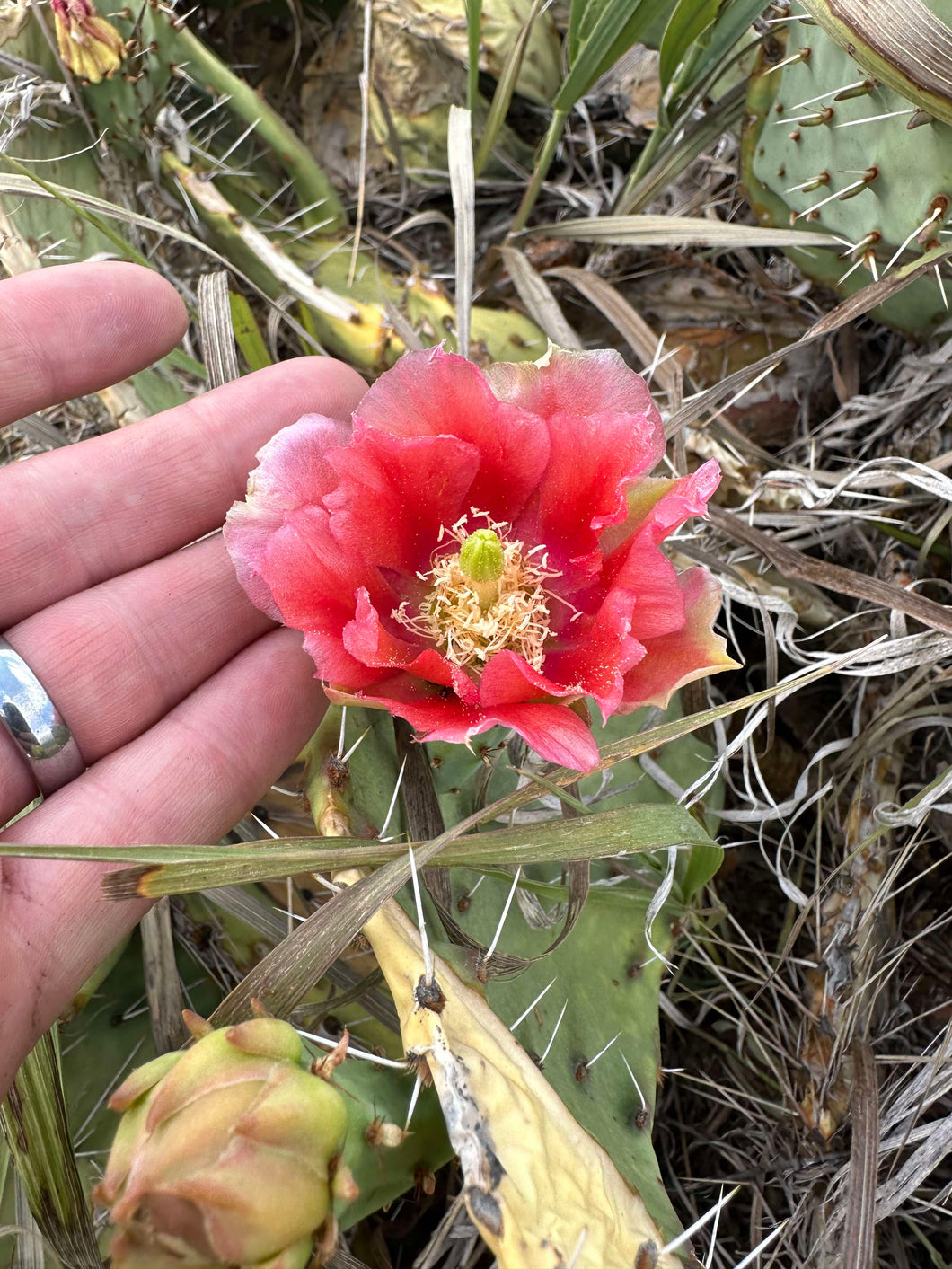 colorado prickly pear cactus Plains Prickly Pear (Colorado Ecotype) – Experimental Farm Network Seed Store