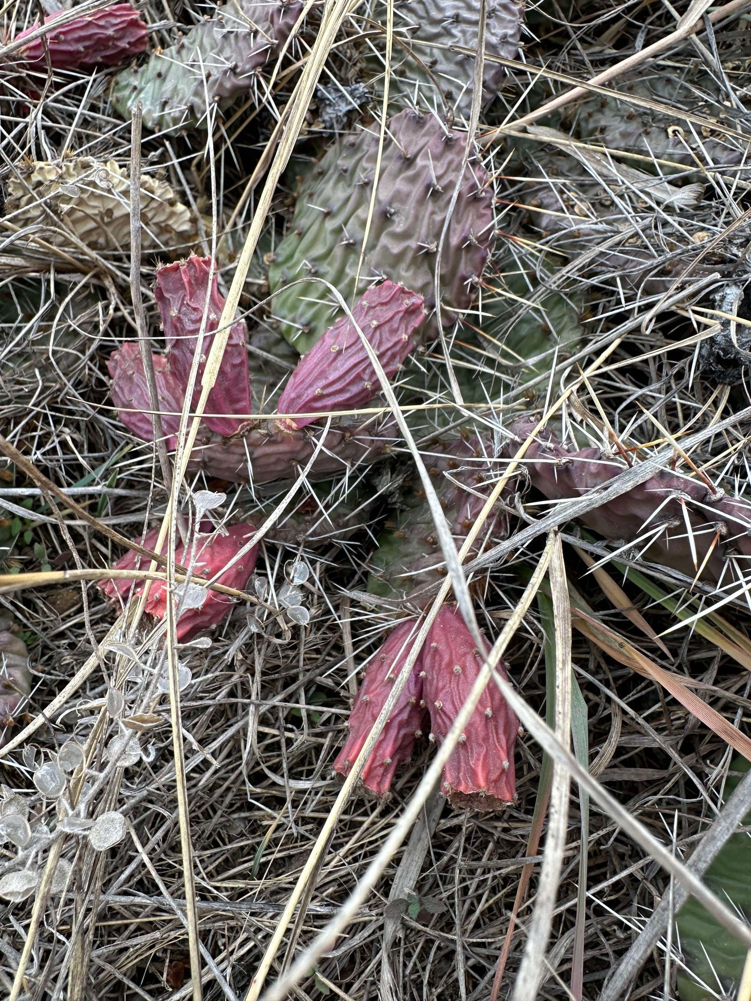 plains prickly pear cactus for sale Plains Prickly Pear (Colorado Ecotype) – Experimental Farm Network Seed Store