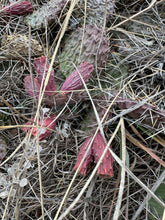 Plains Pricklypear (Colorado Ecotype)