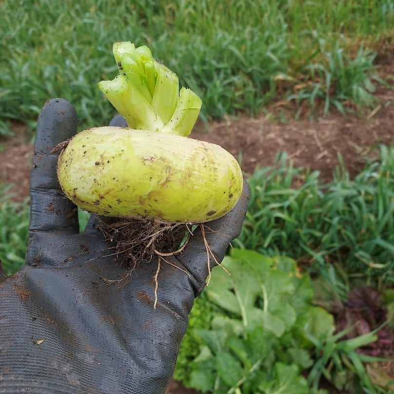 'Platte Witte Mei' (Flat White May) Turnip