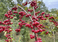 Plentiful Apple (Dolgo-type Crabapple)