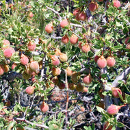 Desert Peach