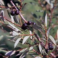 Western Sand Cherry (Bessey's Plum)