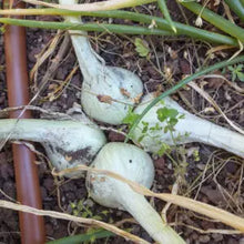 Prolific Potato Onion Grex (True Seed)