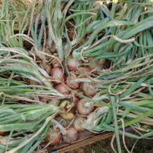 Prolific Potato Onion Grex (True Seed)
