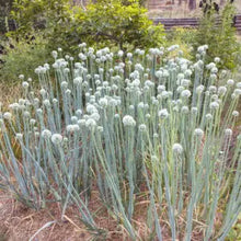 Prolific Potato Onion Grex (True Seed)