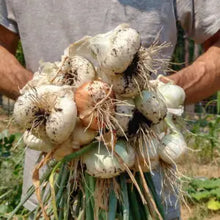 Prolific Potato Onion Grex (True Seed)