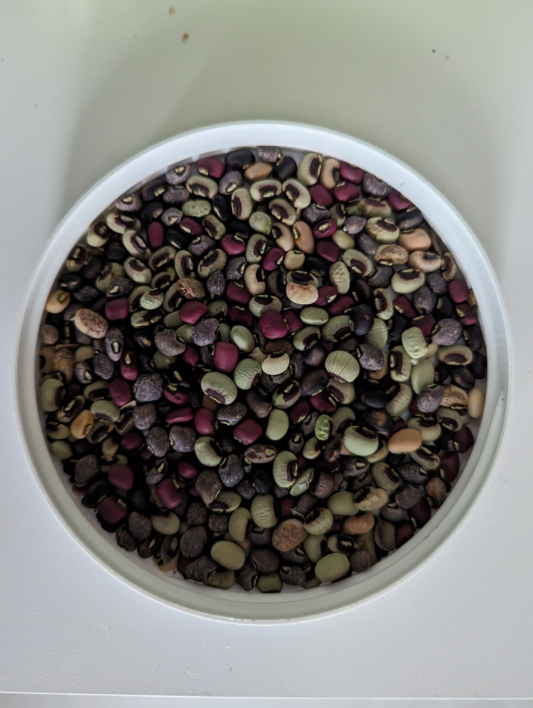 'Promiscuous Peas' African Pea Breeding Mix