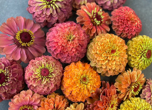 'Queen Lime Rainbow' Zinnia