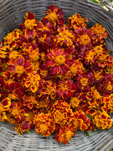 'Queen Sophia' Marigold
