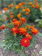 'Queen Sophia' Marigold