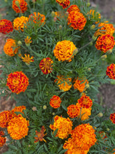 'Queen Sophia' Marigold