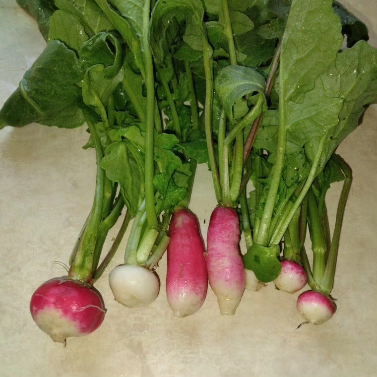 radishです。 Going to Seed Radish Grex – Experimental Farm Network Seed Store