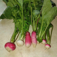 Going to Seed Radish Grex
