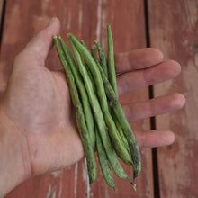 'Rattlesnake' Pole Bean