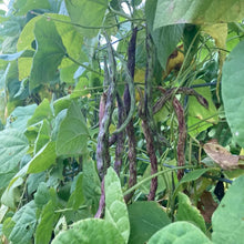 'Rattlesnake' Pole Bean