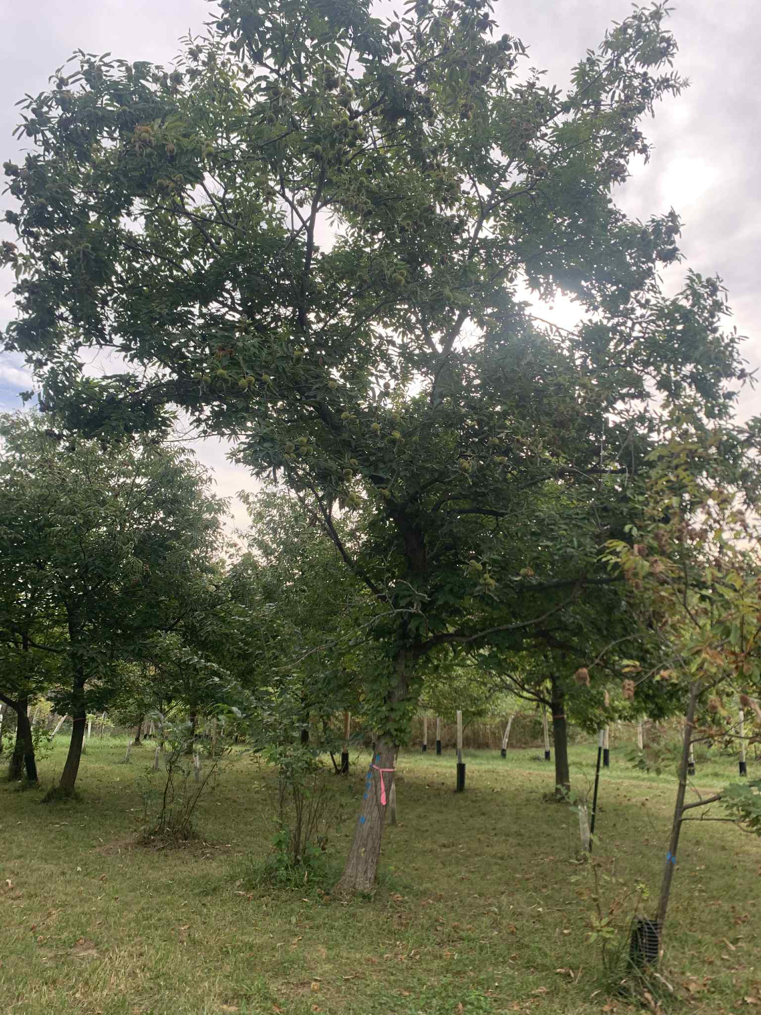 red fern plant seeds Red Fern Farm Selected Chestnut Seeds (2/3 'Mother' and 'Up and Coming – Experimental Farm Network Seed Store