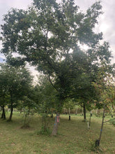 Red Fern Farm Selected Chestnut Seeds